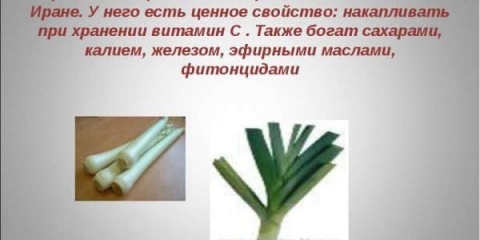 Kako uzgajati praziluk: savjeti vrtlara